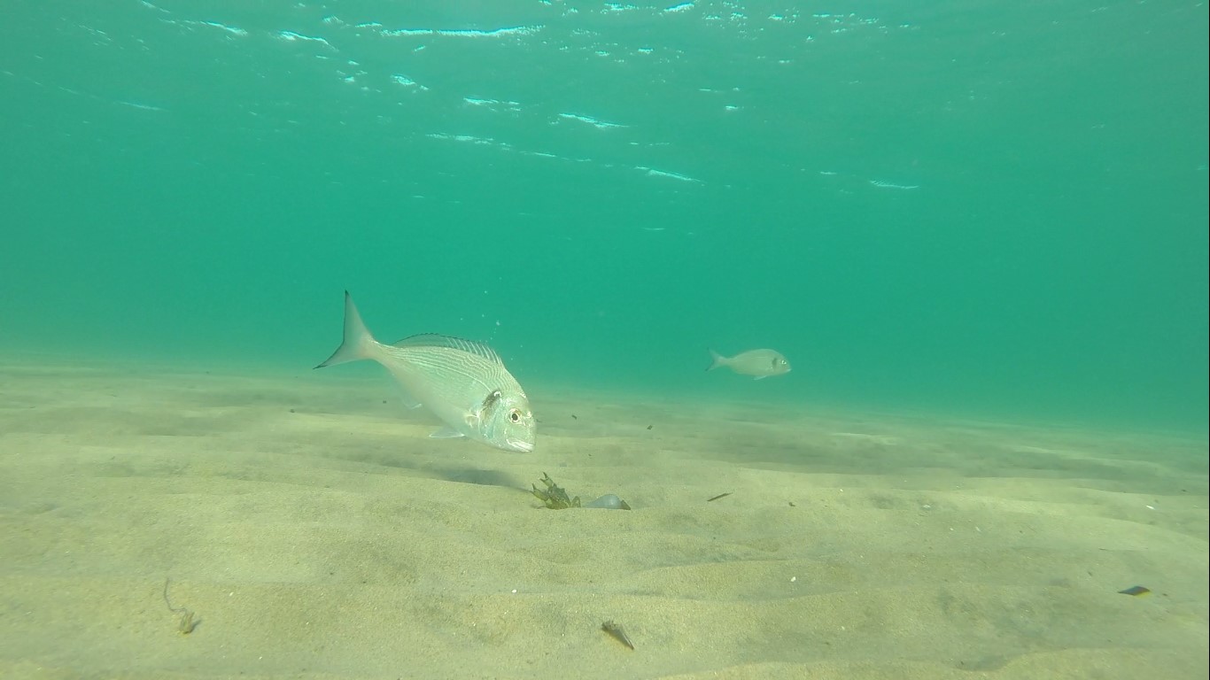 ENORME..Daurade Royale qui mangent du crabe - Pêche en Tunisie