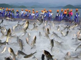 صيد الأسماك